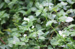Small-leaf spiderwort